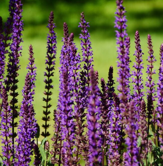 mosquito repellent plants